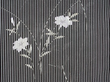 画像をギャラリービューアに読み込む, 洗える夏着物 絽 お仕立て上がり 単品 白黒 縞 百合 Lサイズ 小紋 カジュアル お手入れ簡単!ポリエステルの夏きもの レディース