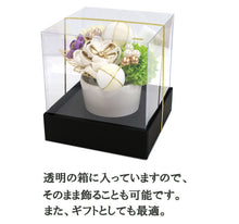画像をギャラリービューアに読み込む, 成人式 髪飾り 11点セット 白 ゴールド 梅 花 リボン つまみ細工 ちりめん 卒業式 前撮り 袴 振袖 結婚式 和装 着物 かんざし コサージュ ヘアアクセサリー 日本製