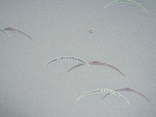 画像をギャラリービューアに読み込む, 着物 洗える着物 フルオーダー 仕立て付 小紋 ブルーグレー 露芝 東レシルック 反物 和装 和服 袷 単衣 春 秋 冬 レディース 女性 きもの 羽織 コート カジュアル 上品 TORAY silook